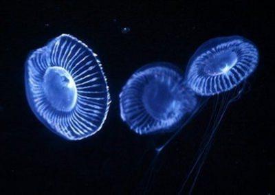 研究成果：Crystal jellyfish （水晶水母）